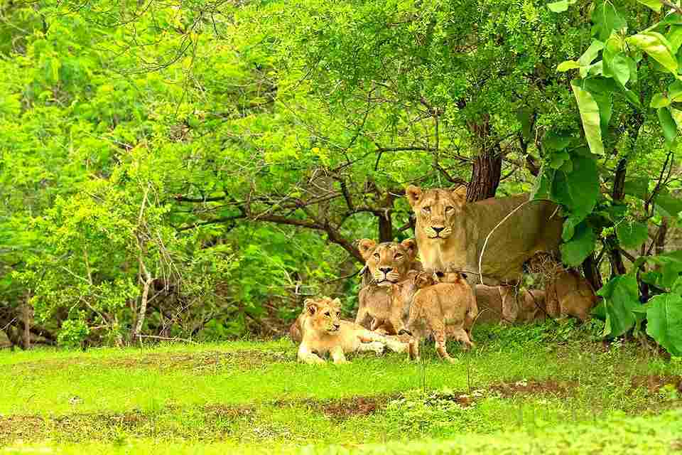 Sasan Gir Tour Package