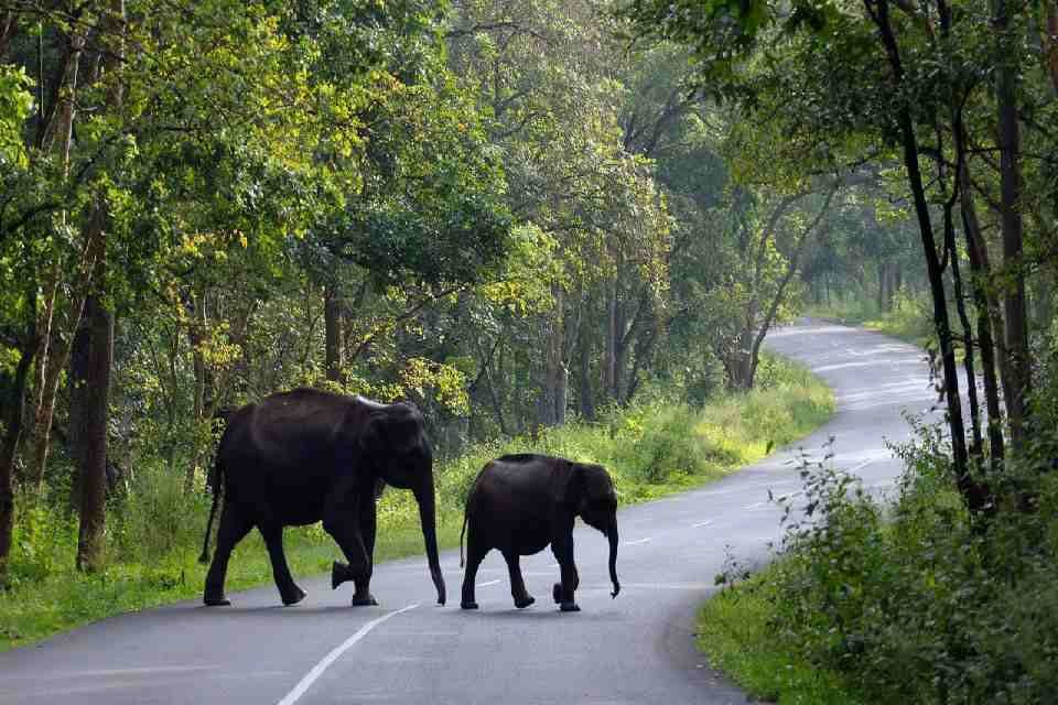 wayanad trip plan for 4 days