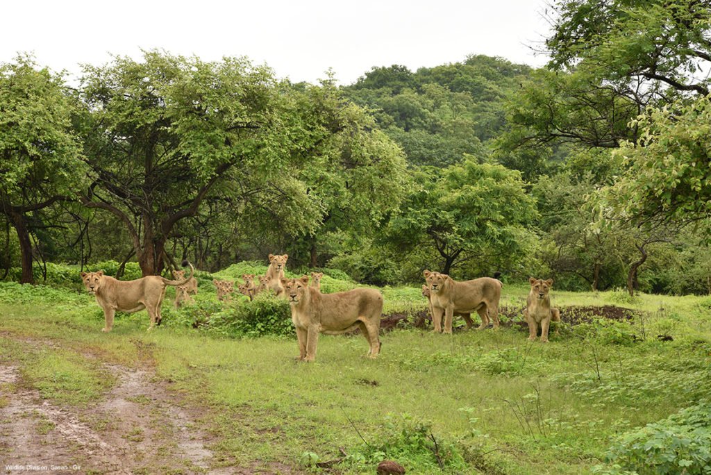 Sasan Gir 01 | Amaze My Trip